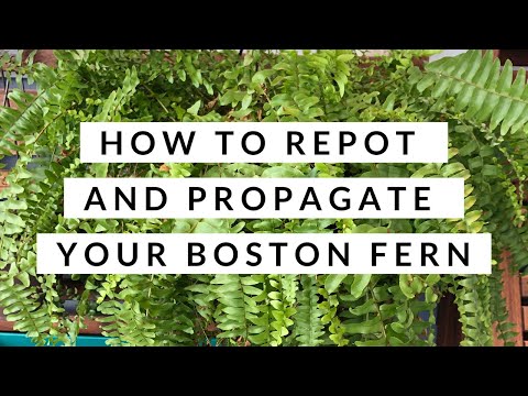 Vídeo: Repotting Boston Samambaia - Quando e como replantar uma samambaia de Boston