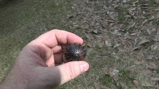 Travel Geek Outtake: Bornean Pillbug (Rollie Pollie)