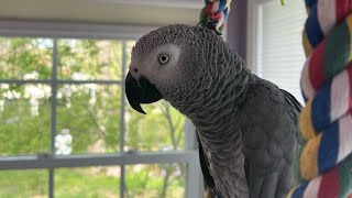 Symon and Alexa having a few chats this afternoon while dad getting lunch🦜#talkingparrot #birds #cag