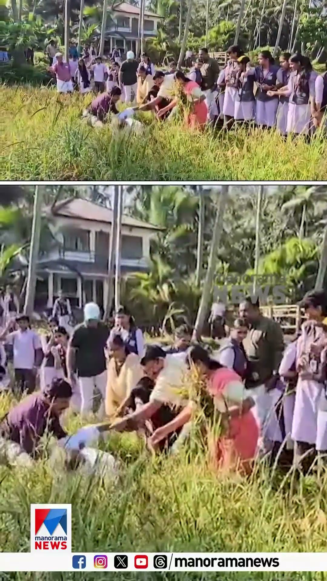കൊയ്ത്തുൽസവത്തിനിടെ മന്ത്രി രാമചന്ദ്രൻ കടന്നപ്പള്ളി വയലിലേക്ക് വീണു; കണ്ണൂർ ചേലോറയിലാണ് സംഭവം..