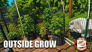 Outside Grow Update