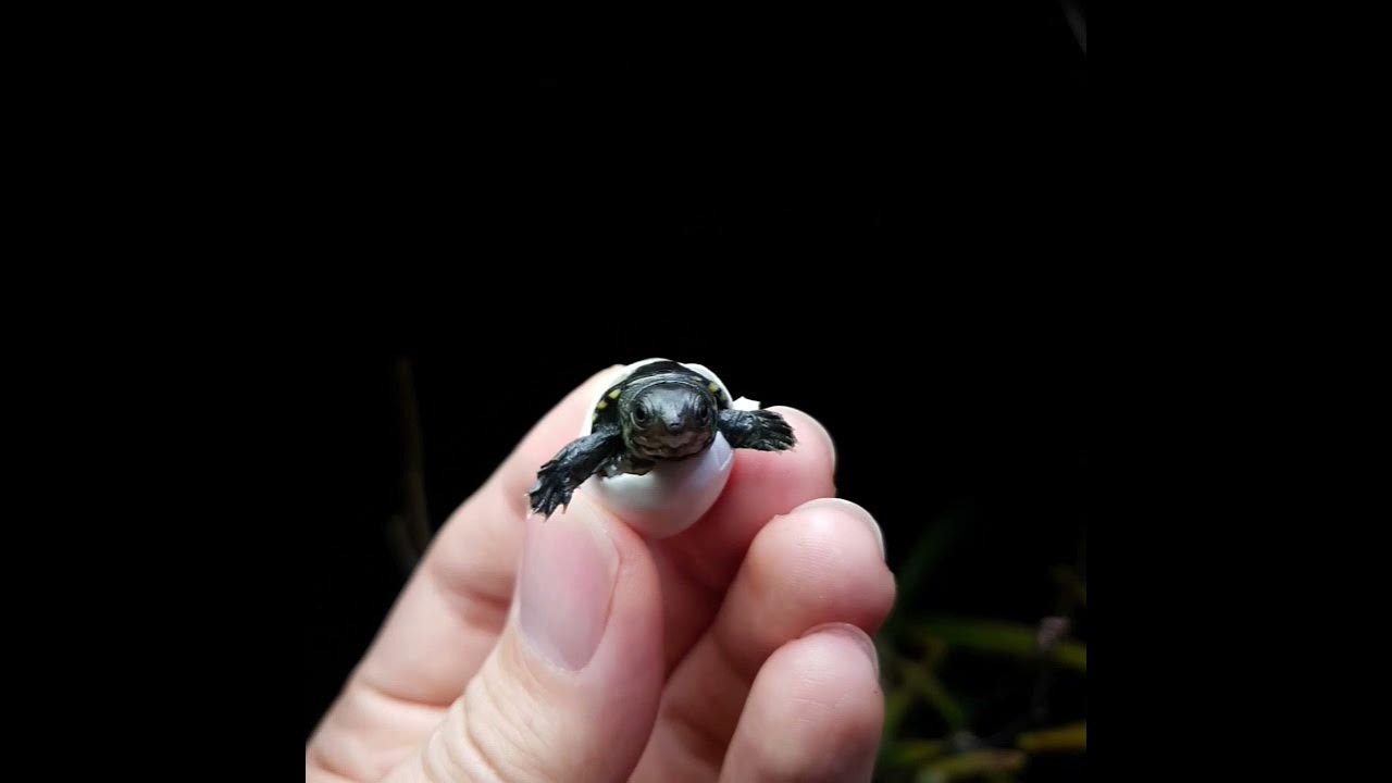 네로우 브릿지 머스크 터틀 | Narrow Bridged Musk Turtle | Claudius Angustatus - Youtube