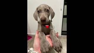 Darlin' #pilot #puppy #weim #weimaraner #dog #dogsofinstagram #dogs #dogstagram and #instadog