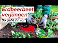 Erdbeeren verjüngen - so bleibt euer Beet ertragreich! Jetzt nach der Blüte handeln!
