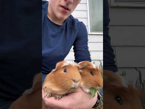Guinea pig handstand!!