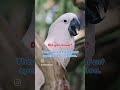 What a cutie! #cockatoo #wildlife #australianwildlife