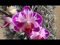 Завоз сортовых орхидей от 790 руб в Экофлору 27 января 2021 г. Джулия, Мастерпис, Феникс, Литл Флеш
