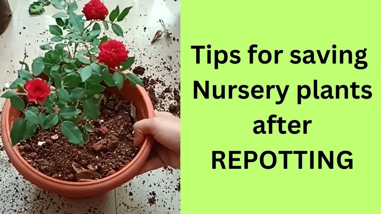 Tips for saving nursery plants after repotting/How to repot plants