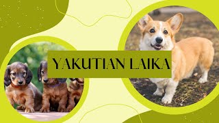 Yakutian Laika | dog breeding | video by Bts Army 💜 122 views 2 years ago 3 minutes, 52 seconds