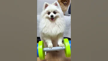 Nico Am I Superman Dog Nico Cutedoggies Funny Cute 