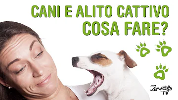 Quanto costa far togliere il tartaro al cane?