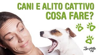 Alito Cattivo nei cani: cause e rimedi