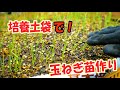 培養土袋で玉ねぎの苗作り!