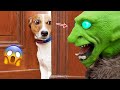 Best of funny dog reactions  scared confused surprised  pets island