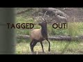 Colorado Muzzleloader Elk Hunt Public Land, 2019, Screaming Bull Pushes Cow Right to Us!