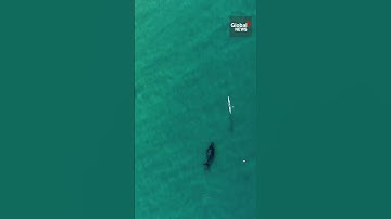 Drone video captures curious whale following kayaker in water at Australian beach