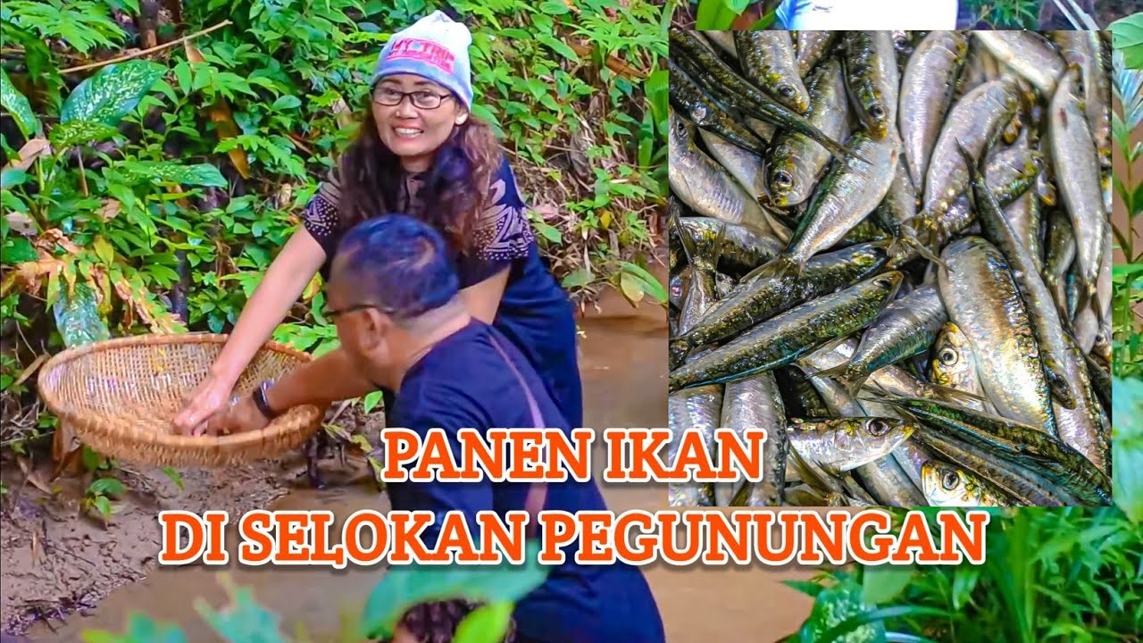 Panen ikan di selokan pegunungan 