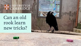 Can an old rook learn new tricks?