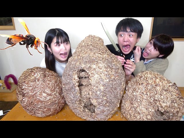 スズメバチの巣を切断して虫嫌いの家族を部屋に閉じ込めたら大量の蜂が