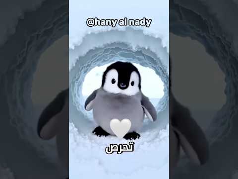 ما اجمل من هذا البطريق