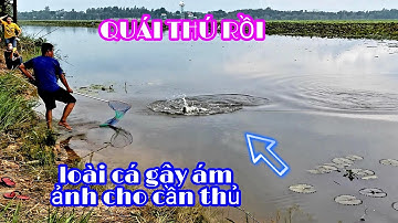 QUÁI THÚ RỒI TRỜI ƠI, CÂU CÁ RỪNG TRÀM , LOÀI CÁ GÂY ÁM ẢNH CHO CÁC CẦN THỦ - FISHING