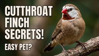 Amadina Finches The Birds Everyones Talking About