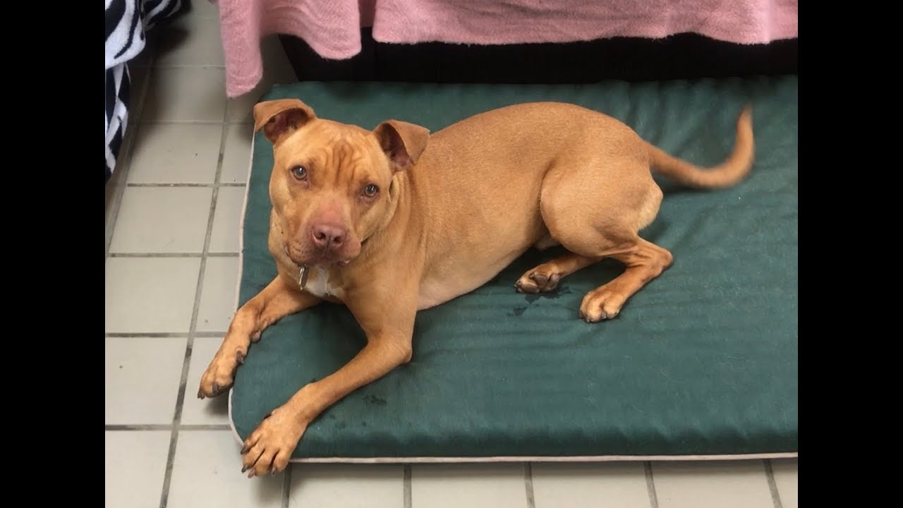 Sweet pup waiting over 2.5yrs for forever home | The Dodo Project Home ...