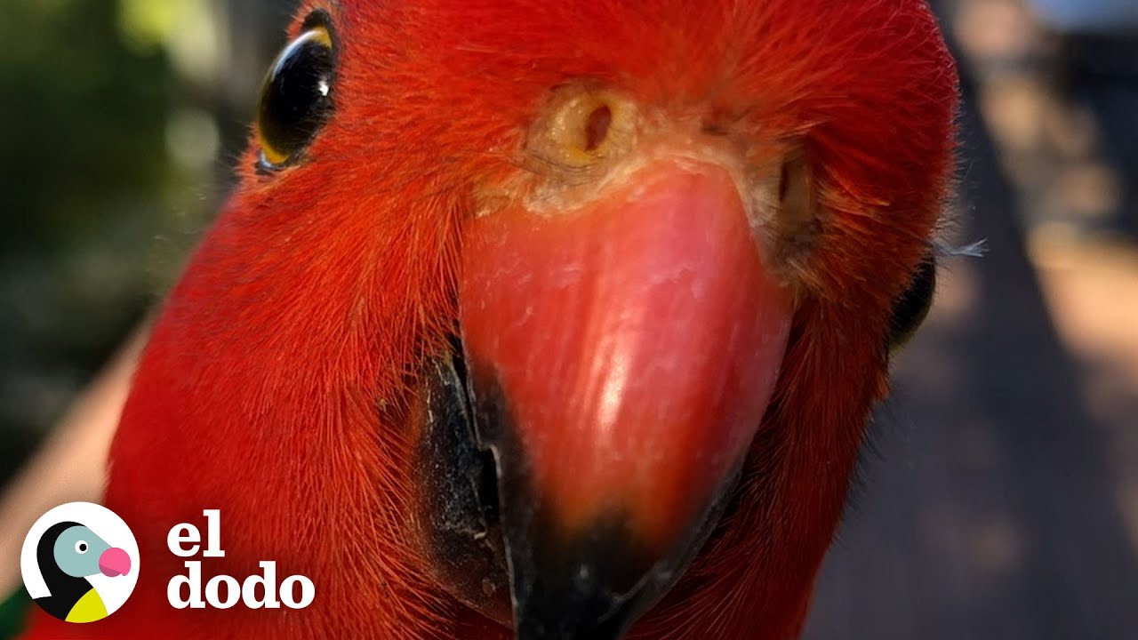 Loro rojo brillante lleva a su novia a conocer a la mujer que visita | Corazones Salvajes | El Dodo