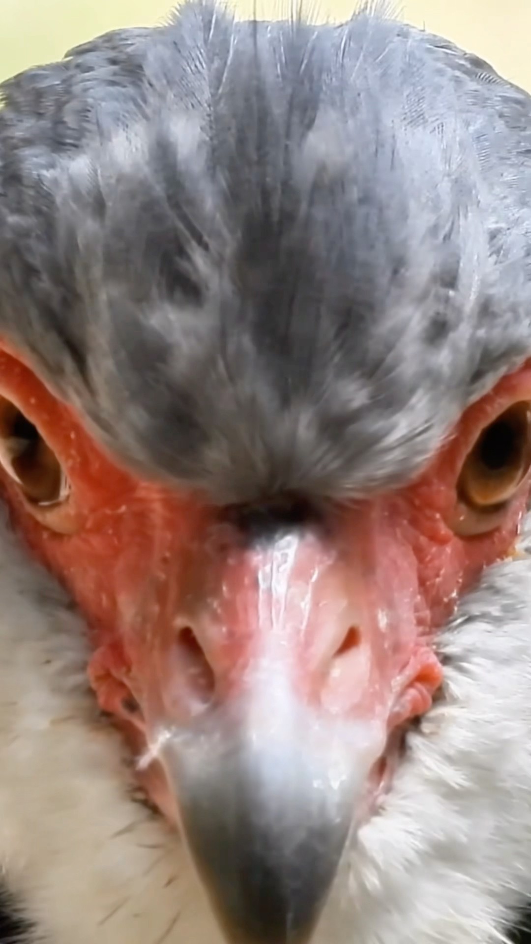Great Bird Northern Screamer