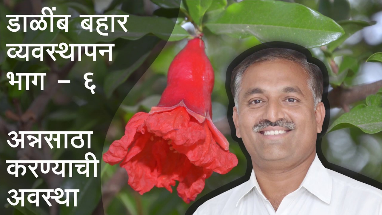 Pomegranate Bahar Management- 6 Storage Stage, डाळींब बहार व्यवस्थापन भाग- 6 अन्नद्रव्य साठवण अवस्था