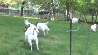 Buster the Fainting / Farting Goat