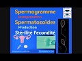 Interprétation du Spermogramme Production spermatozoïdes chez l'homme