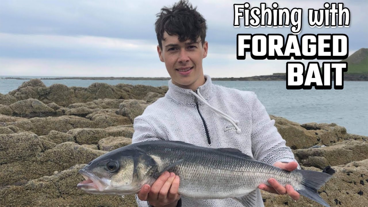 Wormshead Bass Fishing UK Fishing With Foraged Bait Bass Manager