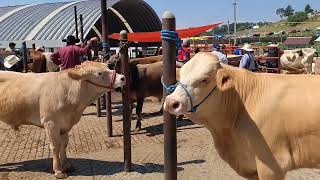 Vacas , toros. Y más ganado 