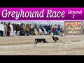 Dogs race  dori tack race 434 gojra  round 3  02012024  dog dogsrace greyhound race