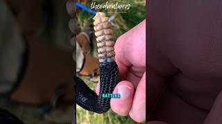 HOW rattlesnake have this UNIQUE sound? 🐍 #wildlife #science #animalfacts