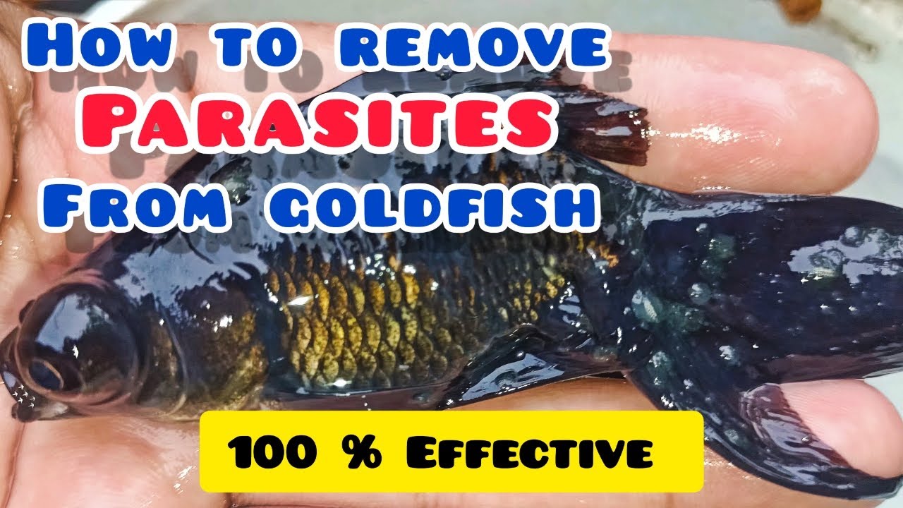 Stunning Goldfish Parasite Controversy Among Experts image