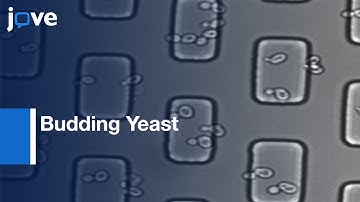 Continuous High-Resolution Microscopic Observation Of Replicative Aging l Protocol Preview