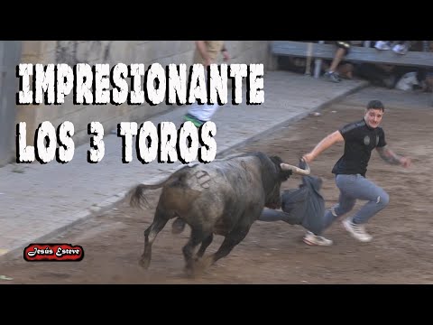 MUSEROS 3 TOROS IMPRESIONANTES