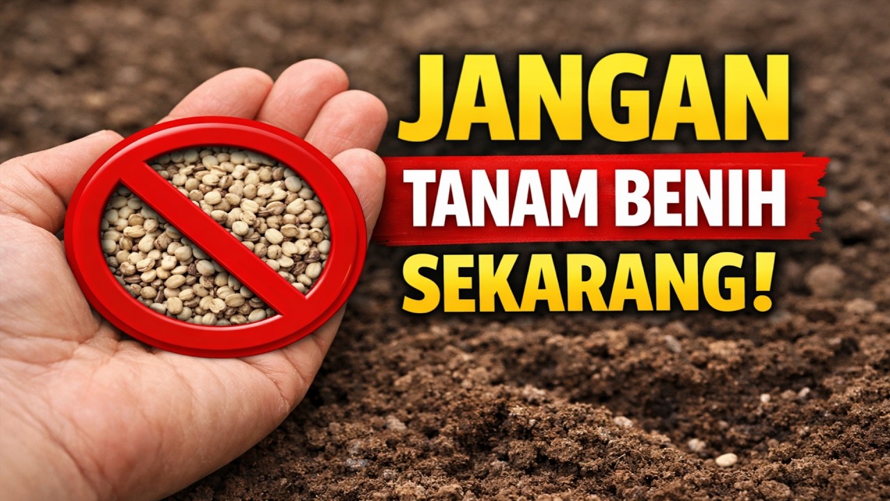 JANGAN MENANAM DULU sebelum menonton video ini! Berikut 12 cara cerdas mensterilkan benih agar beba