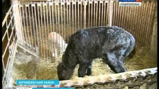 Видео Фермеры Ставрополья отбиваются от любителей легкой наживы (автор: ГТРК 'Ставрополье' ВЕСТИ Ставропольский край)