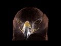Golden eagle in slow motion  slo mo  earth unplugged