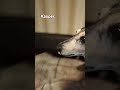 Kasper. Некуда.