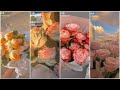 斗音~ những bó hoa hồng xinh trên Douyin| Tik Tok Trung Quốc