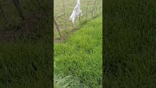 paddy season in kashmir