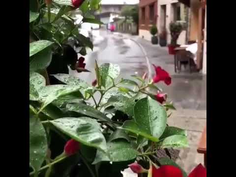 فيروز بعدو الحبايب احلى صباح