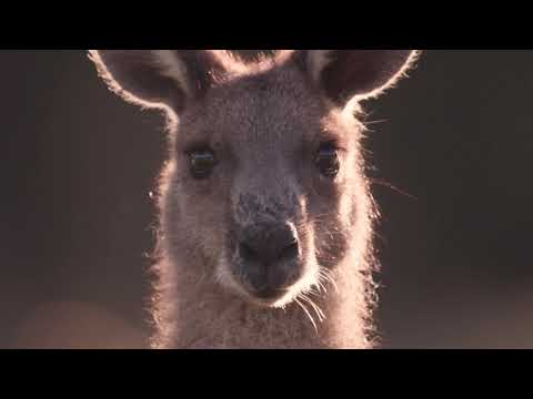 Center for a Humane Economy  +  Animal Wellness Action: Kangaroos Are Not Shoes