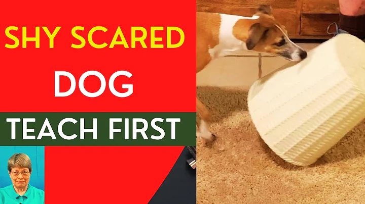 Training A Shy Scared Dog - What Do I Teach First?