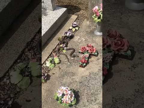 الأفاعي في القبور