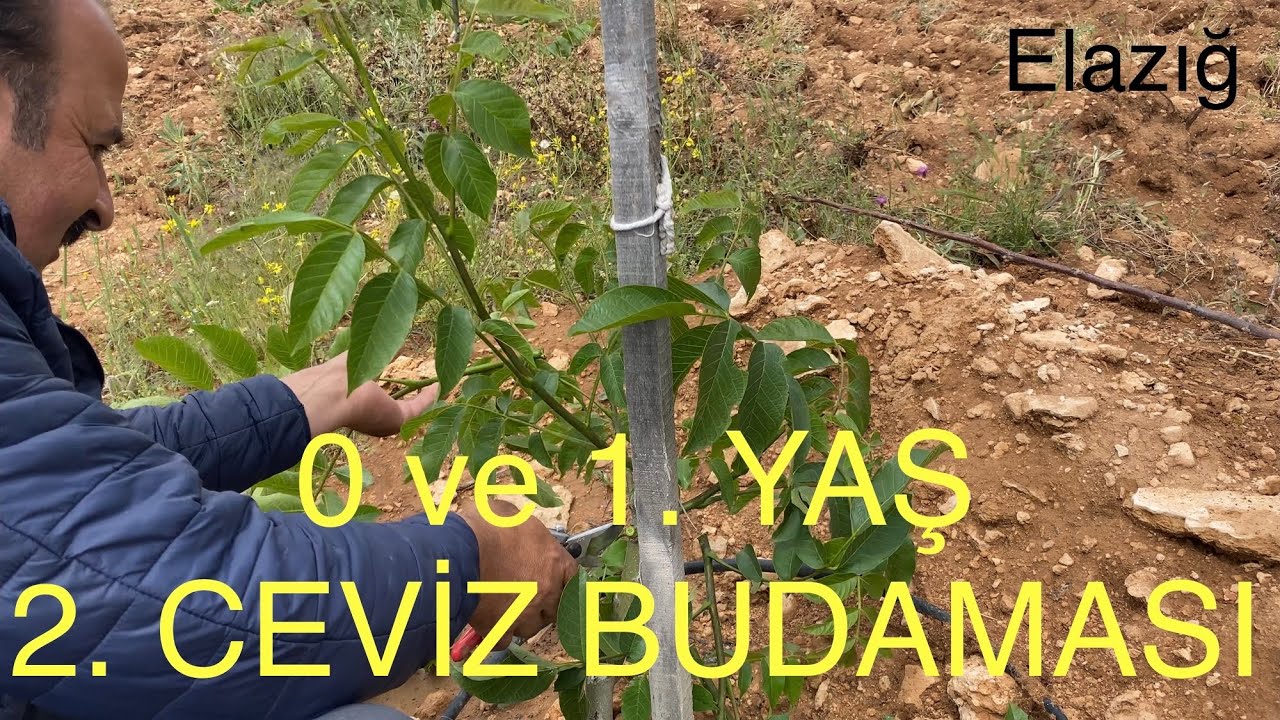 0. Ve 1. Yaş 2. CEVİZ BUDAMASI. ELAZIĞDA AV. ENVER BEYİN BAHÇESİ.  Ceviz Adam Ahmet